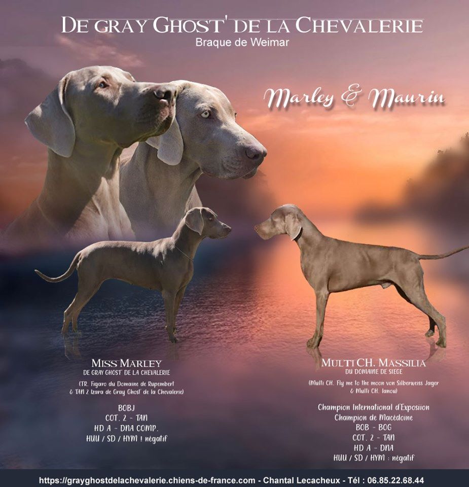 De gray ghost' de la chevalerie - Miss Marley et Massilia 