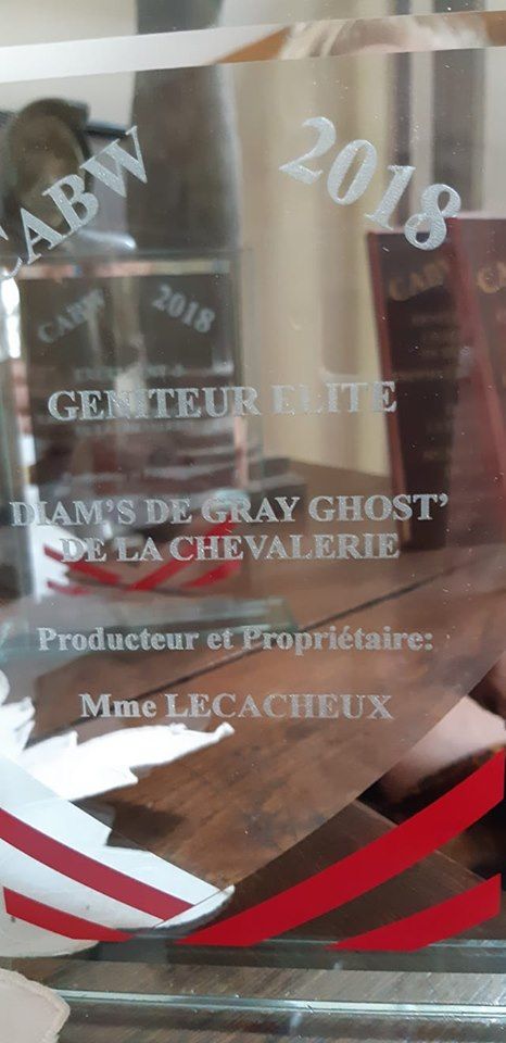 De gray ghost' de la chevalerie - Nationale d'élevage  Marquenterre 7 07 19