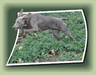 De gray ghost' de la chevalerie - Album photos U'Belle, Diam's et les chiots de Bonnie & Harper