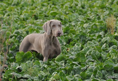 De gray ghost' de la chevalerie - Field Trial de Rosel