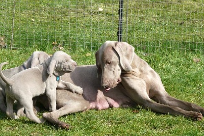 De gray ghost' de la chevalerie - Beauty Bonnie et ses chiots (5semaines)