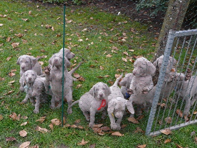 De gray ghost' de la chevalerie - enfin le parc à chiots