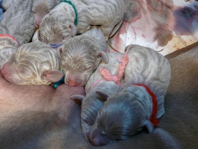 De gray ghost' de la chevalerie - chiots de Beauty Bonnie et Scuba's iw Harper