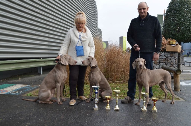 De gray ghost' de la chevalerie - PARIS DOG SHOW