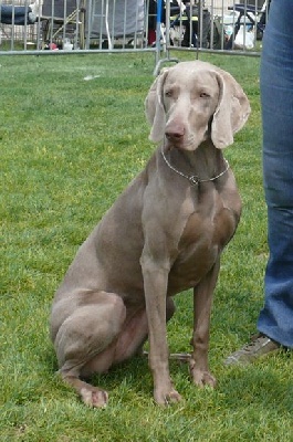 De gray ghost' de la chevalerie - Evreux 2009 CACS juge Mr Riva 17chiens 