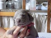 CHIOT collier Lilas Miss Marley