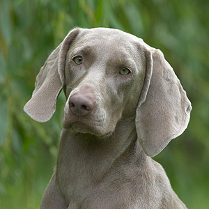 TR. CH. U'belle De gray ghost' de la chevalerie