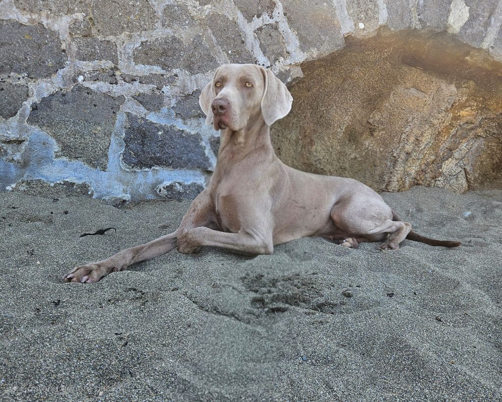 Torunn De gray ghost' de la chevalerie