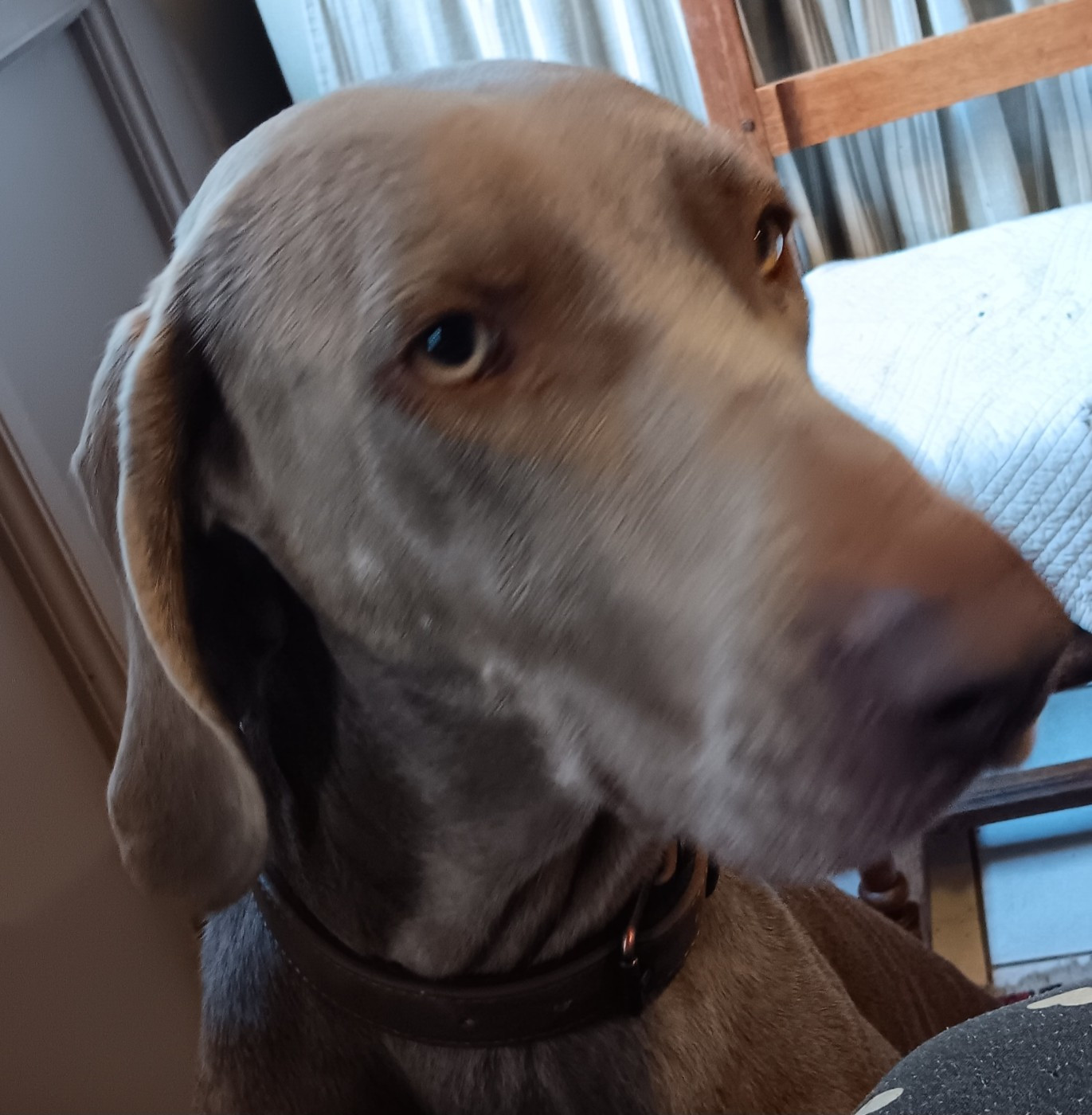 Utah De gray ghost' de la chevalerie