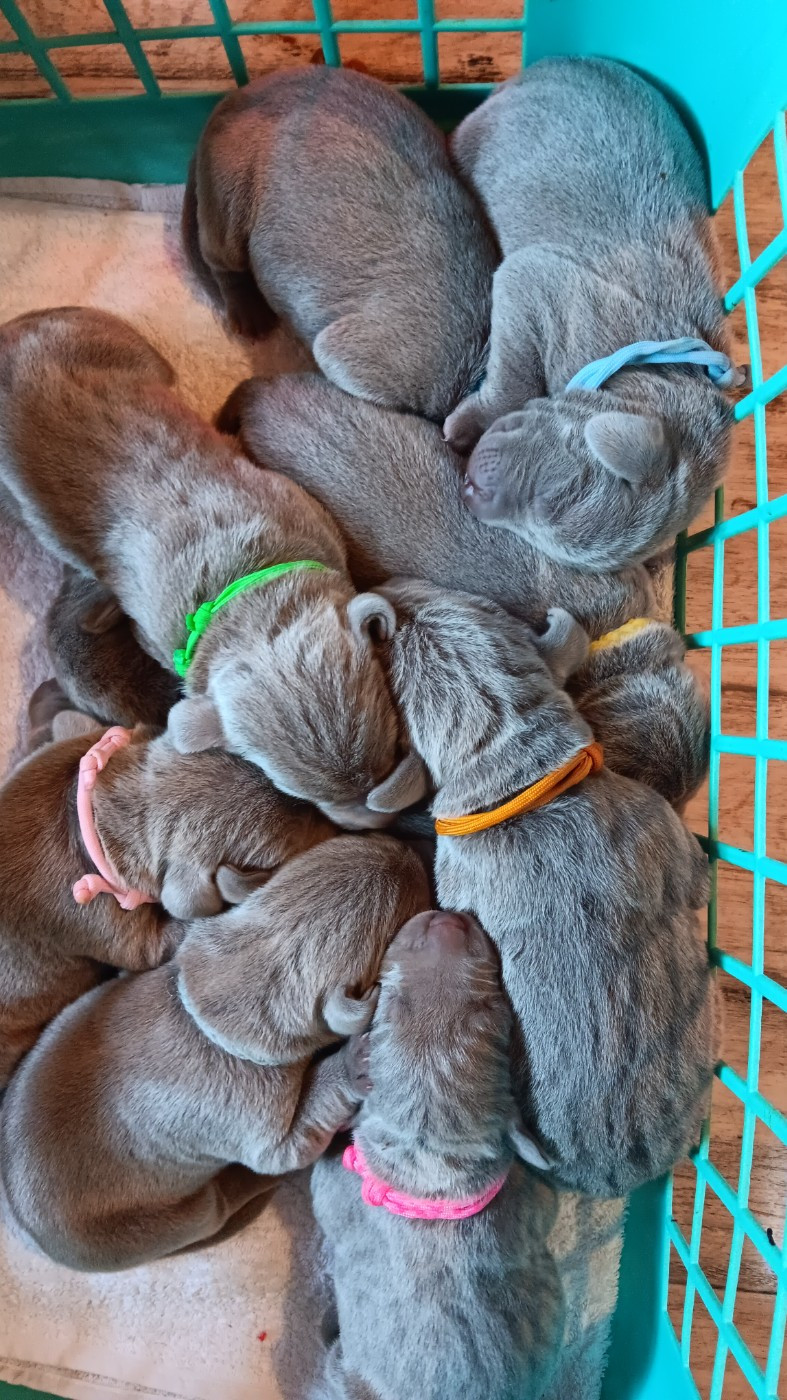 Unzadream et Multi Champion Asgard