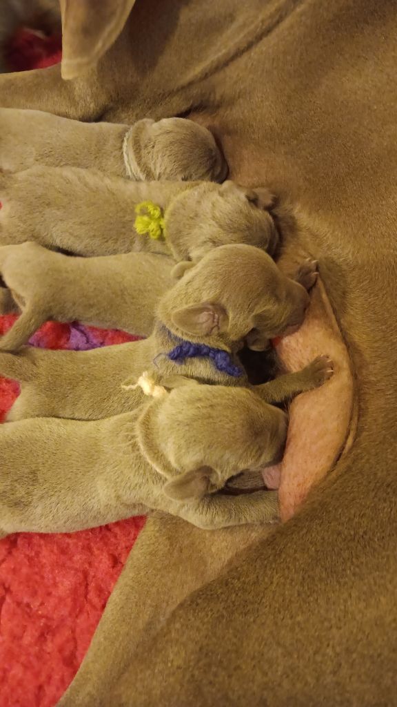 De gray ghost' de la chevalerie - Chiots disponibles - Braque de Weimar
