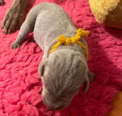 CHIOT collier jaune