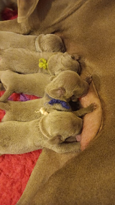 CHIOT collier bleu