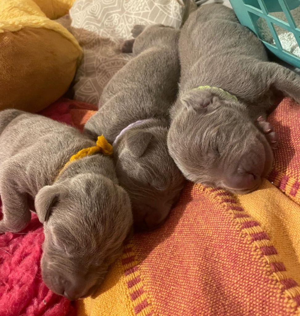 De gray ghost' de la chevalerie - Chiots disponibles - Braque de Weimar
